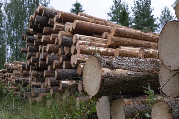 Puumarkkinoiden kilpailu toimii hyvin