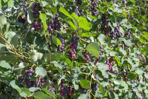 Viikon kuva: Marjasatoa