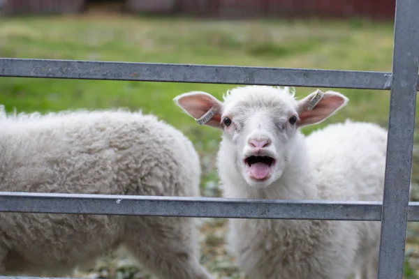 Viikon kuva: Lammastilan karitsa