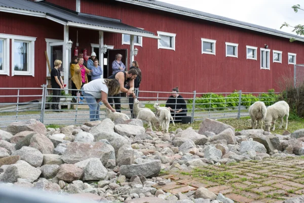 Suomalainen lammastila ja villat tutuiksi