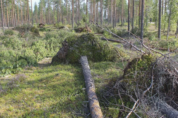 Viikon kuva: Ukkosrintama kaatoi puita