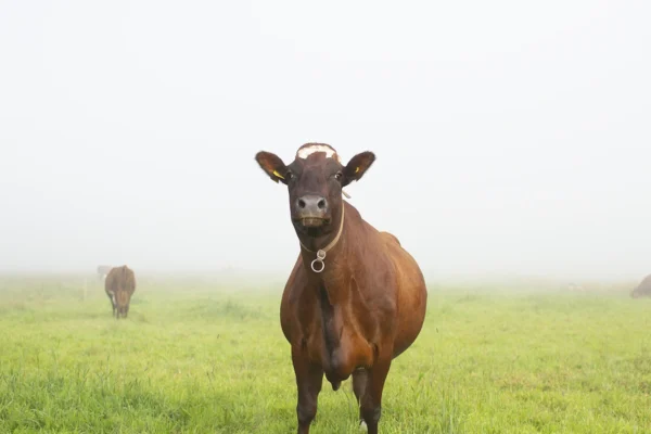 Viikon kuva: Sumuinen aamu